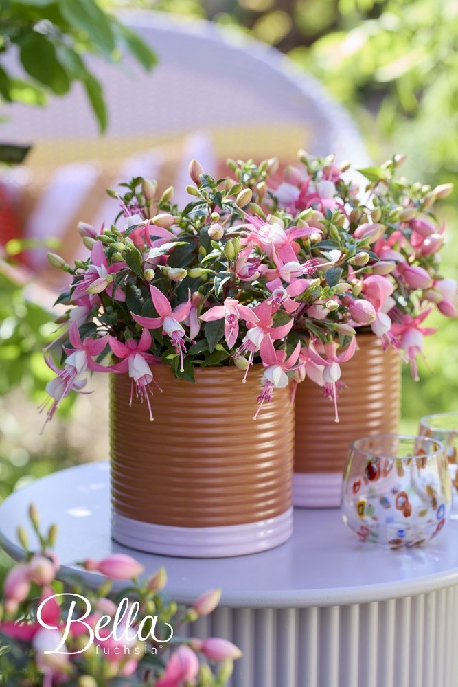 Fuchsia Bella Lisa, D 12