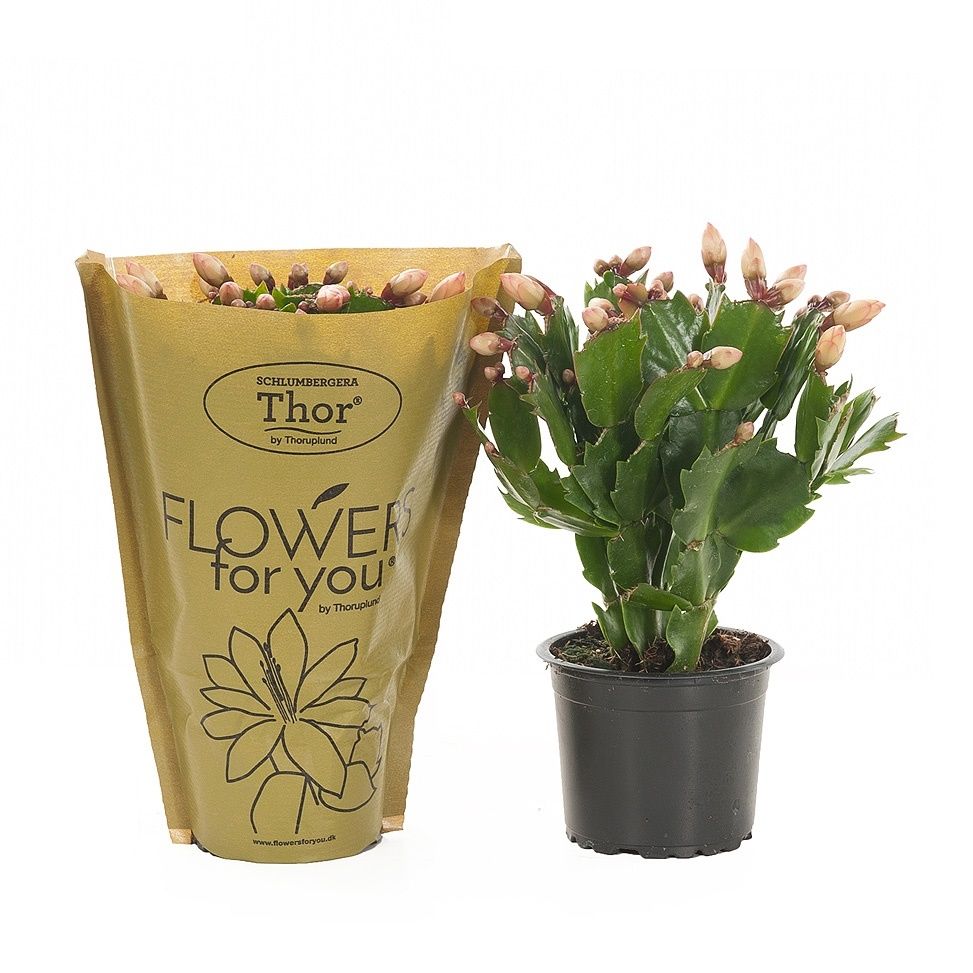 Schlumbergera Sophia ´Yellow`, D 9