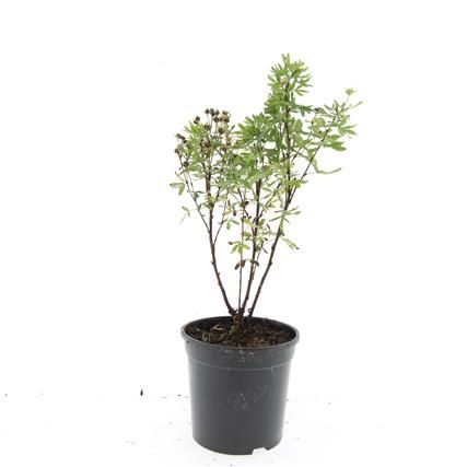 Potentilla f. 'Jackman's Variety', D 14 cm