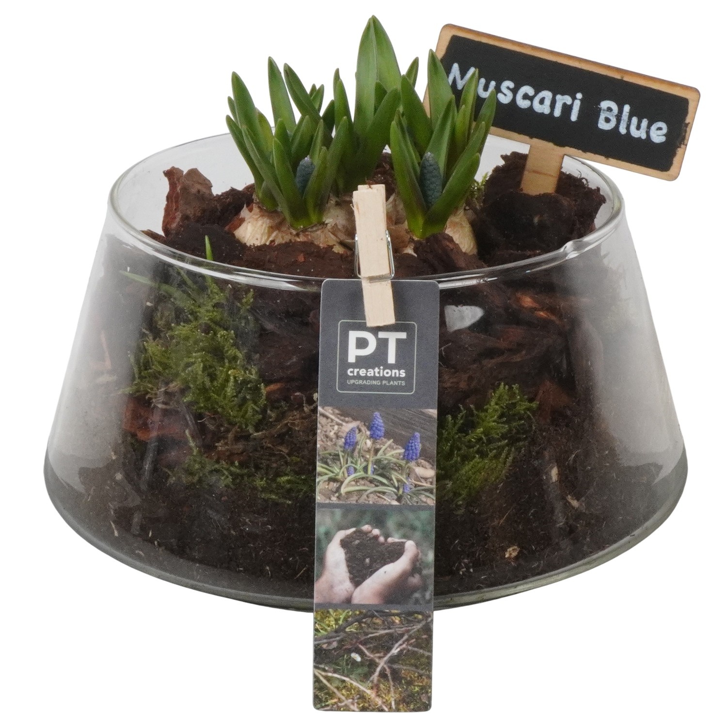 PTMB6322 Arrangement Muscari Blue in glas schaal, D 18