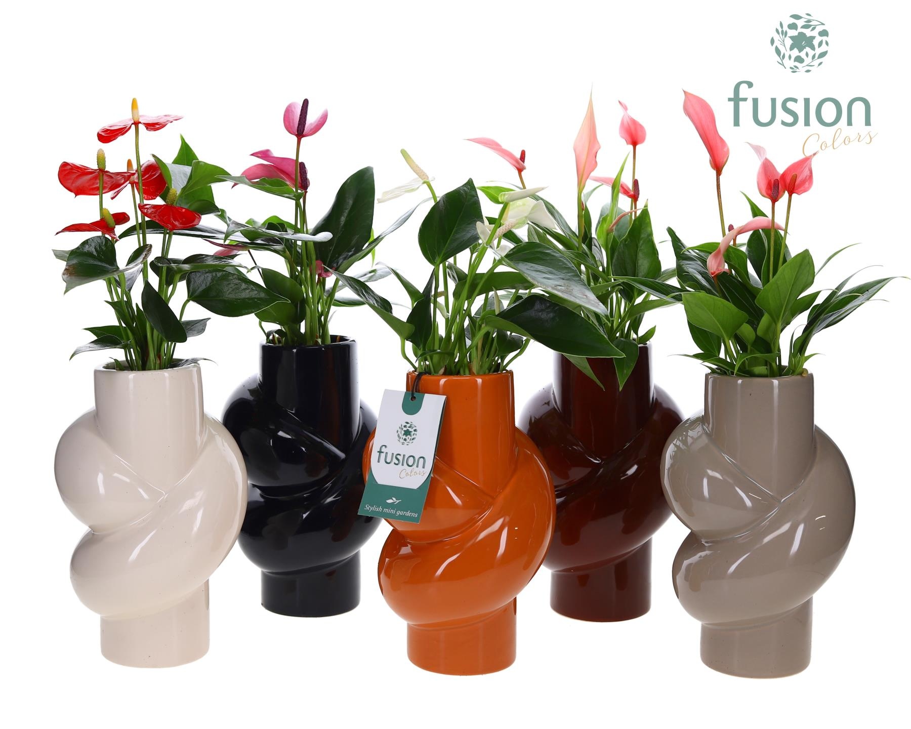 Keramiek pot met Anthurium, D 13