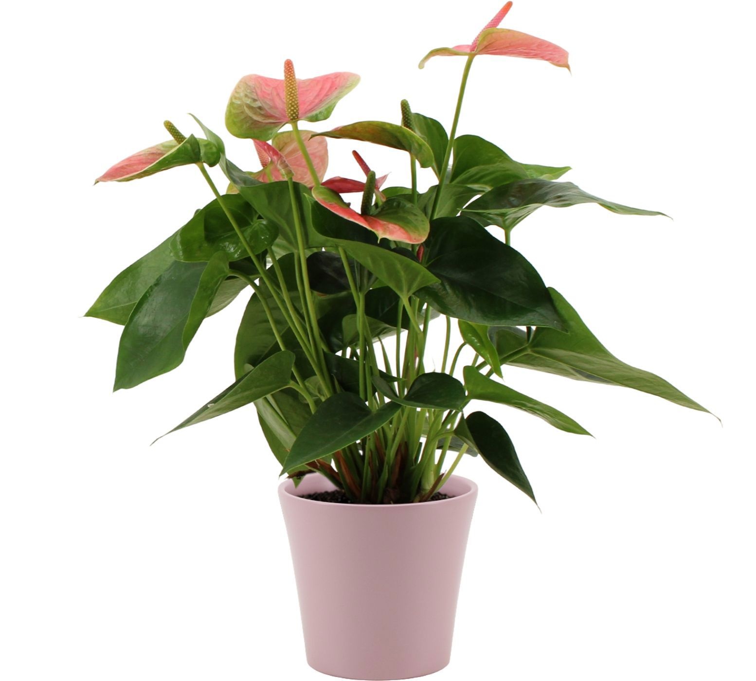 Anthurium 14 cm Sweet Dream in Boston ceramics, D 14