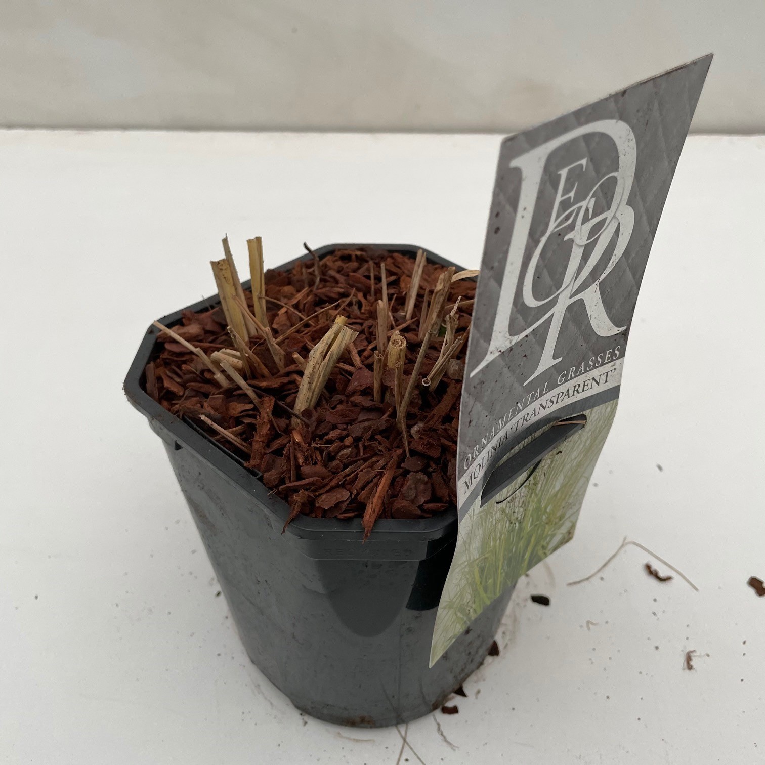 Molinia 'Transparant', D 17