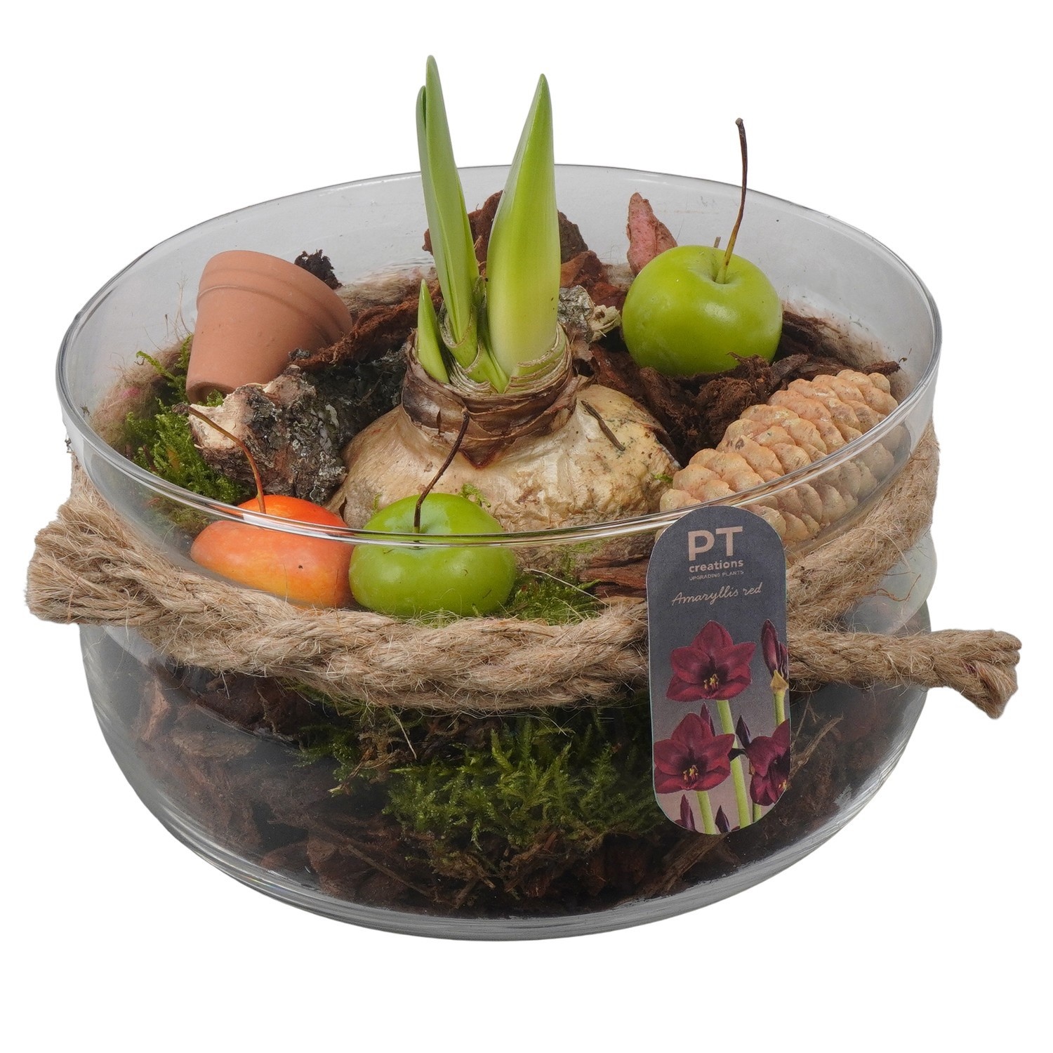 PTAA8802 Arrangement Amaryllis in glas schaal, D 19