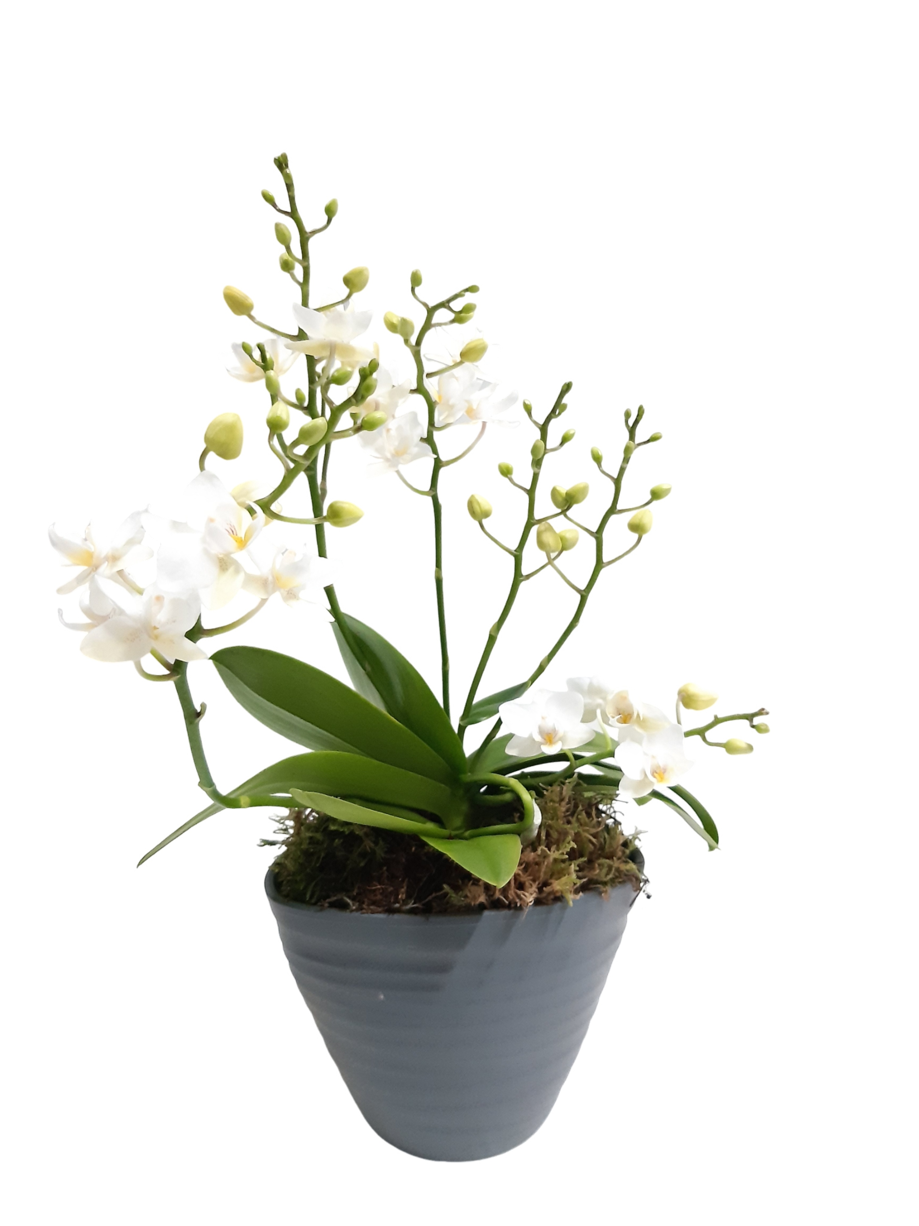 325PWO Eclips pot wit + Wild Orchids 4t+, D 14