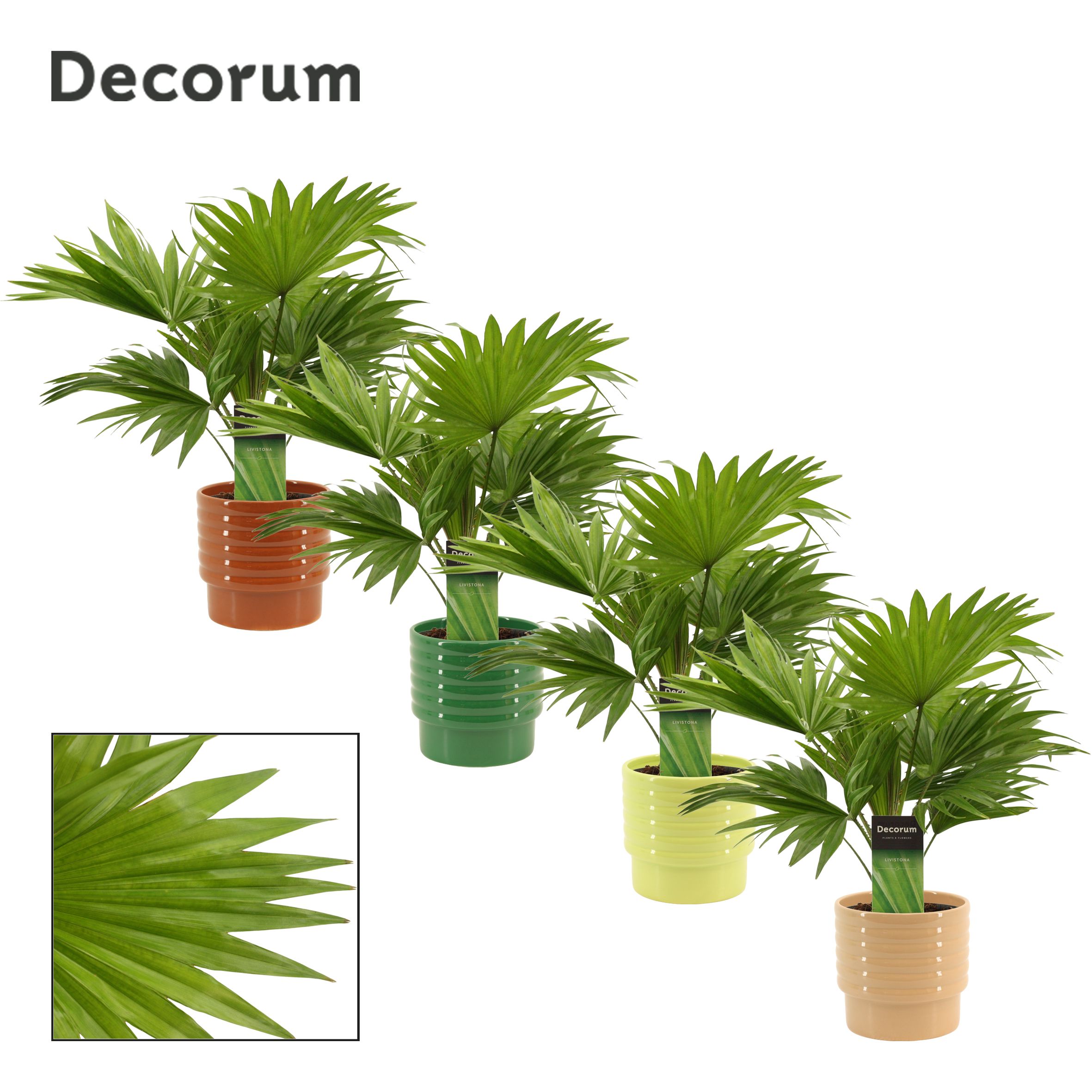 Livistona Rotundifolia 12 cm in Naemi (Natural bubble-collection, D 12