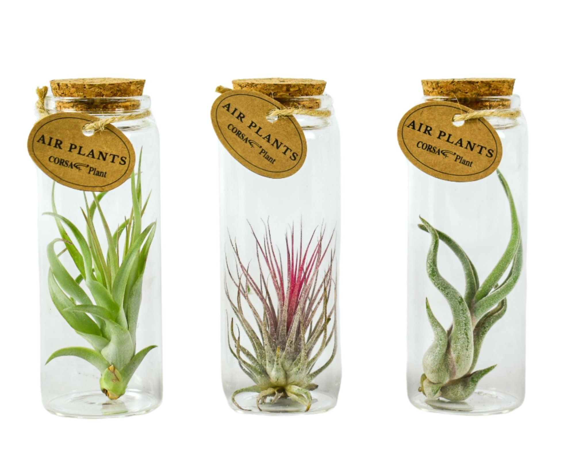 tillandsia glas kurk buisje medium, D 5