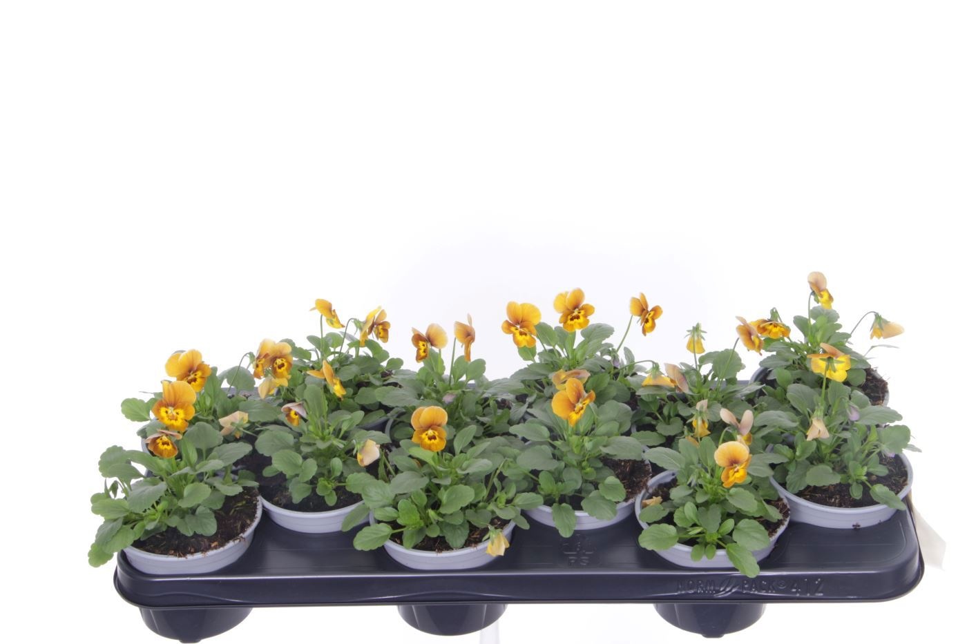 Viola cornuta Deltini Honey Bee, D 11 cm