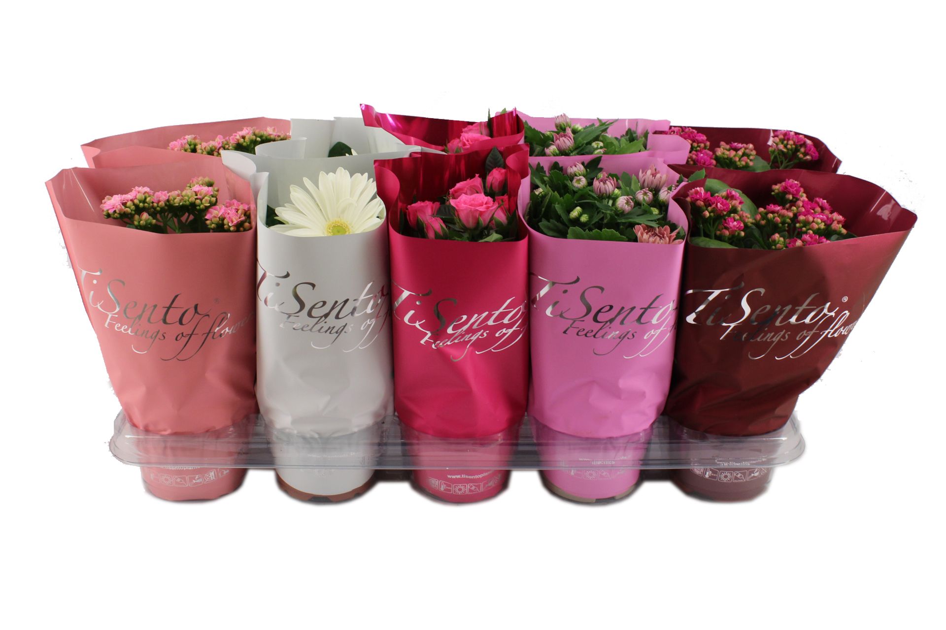 Bloeimix 12 cm | Valentijn, D 12