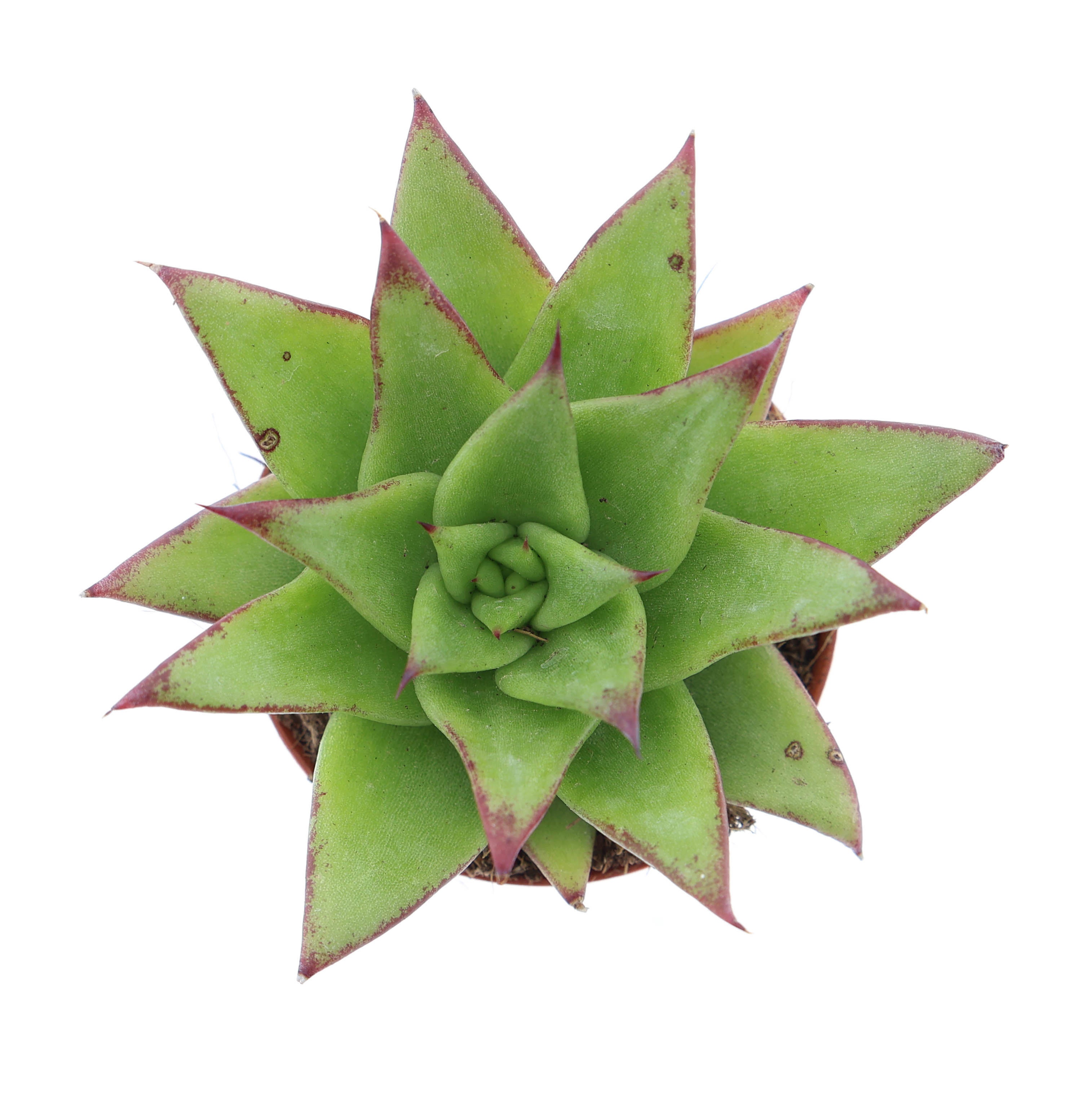 Echeveria agavoides ebony, D 5,5