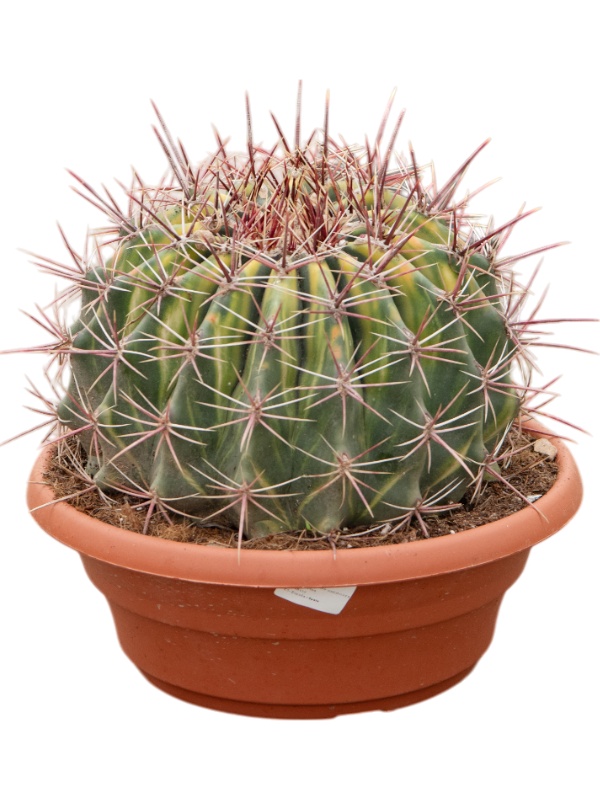 Ferocactus townsendianus 'Variegata', D 30 cm