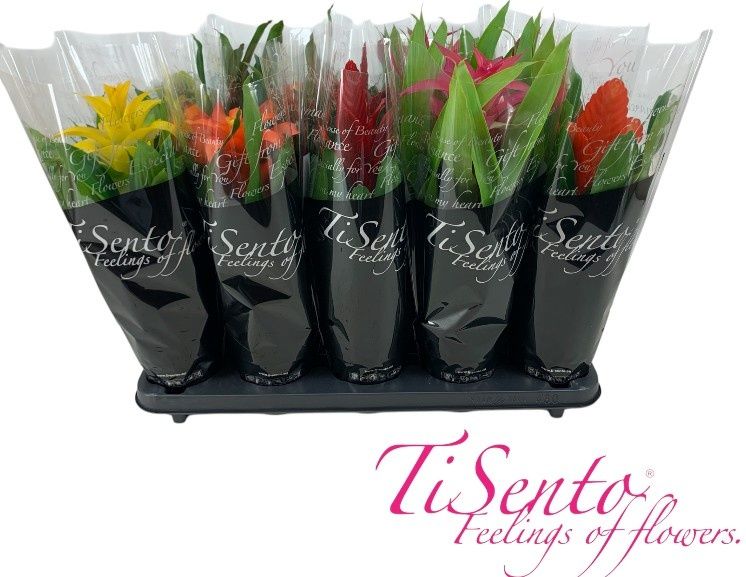 Bromelia mix in zwart Floristen hoes, D 12