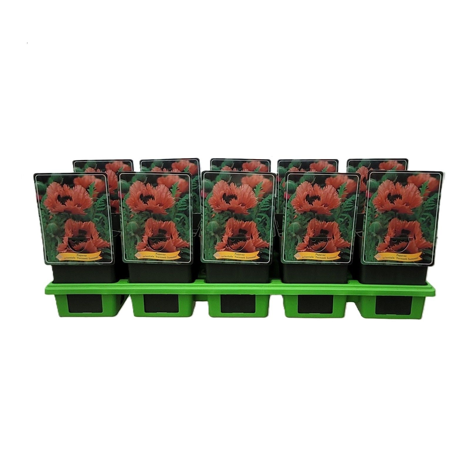 Papaver 'Fornsett Summer' P11, D 11 cm