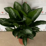 Аглаонема патайя бьюти 28 50 28 55