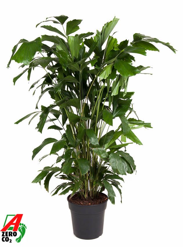 Caryota Mitis P27, D 27