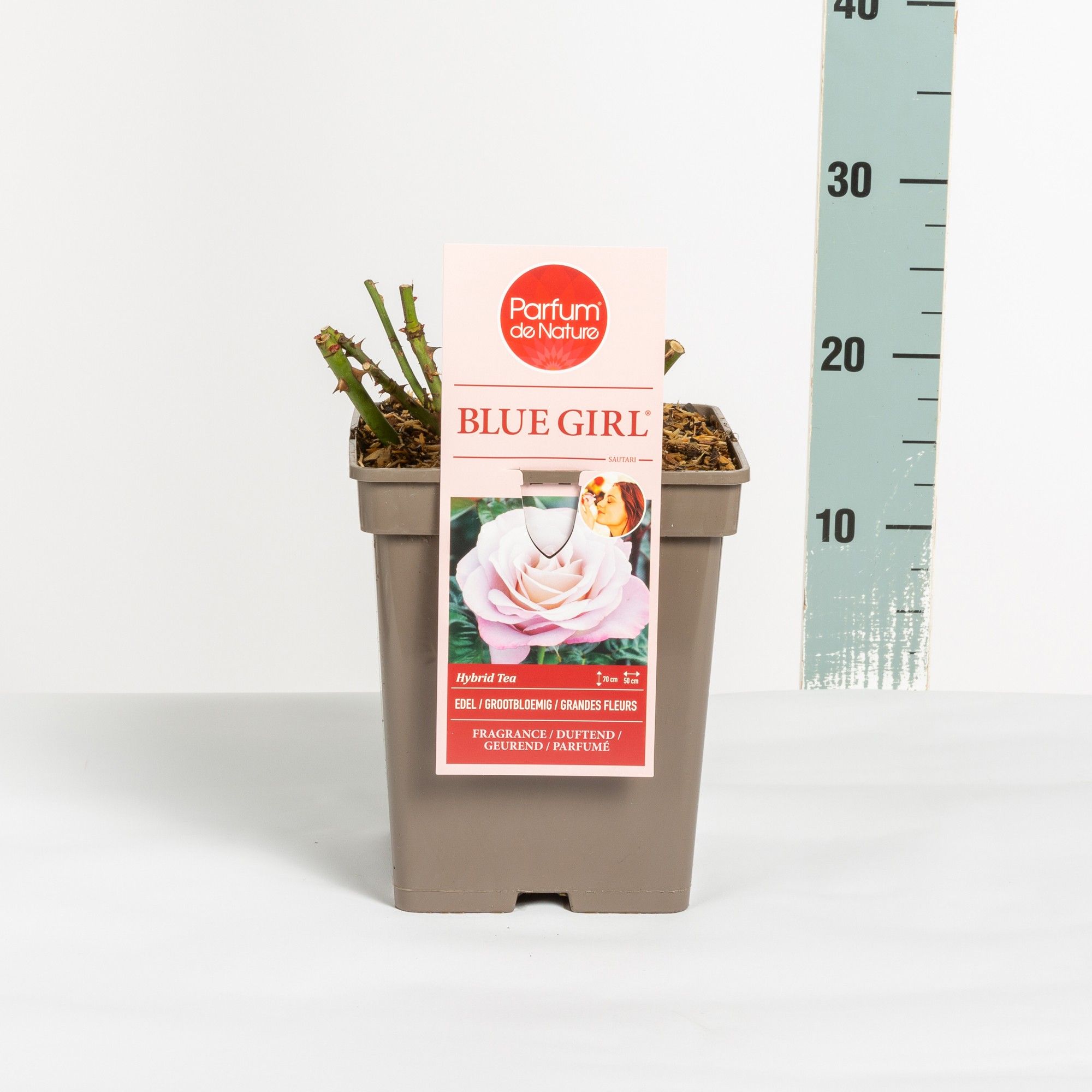 Rosa Blue Girl ® 'Parfum de Nature', C5, D 23 cm