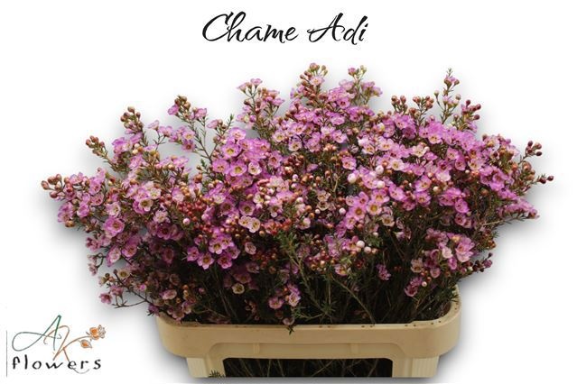 Шамелациум Ади 80 (роз.), шт.