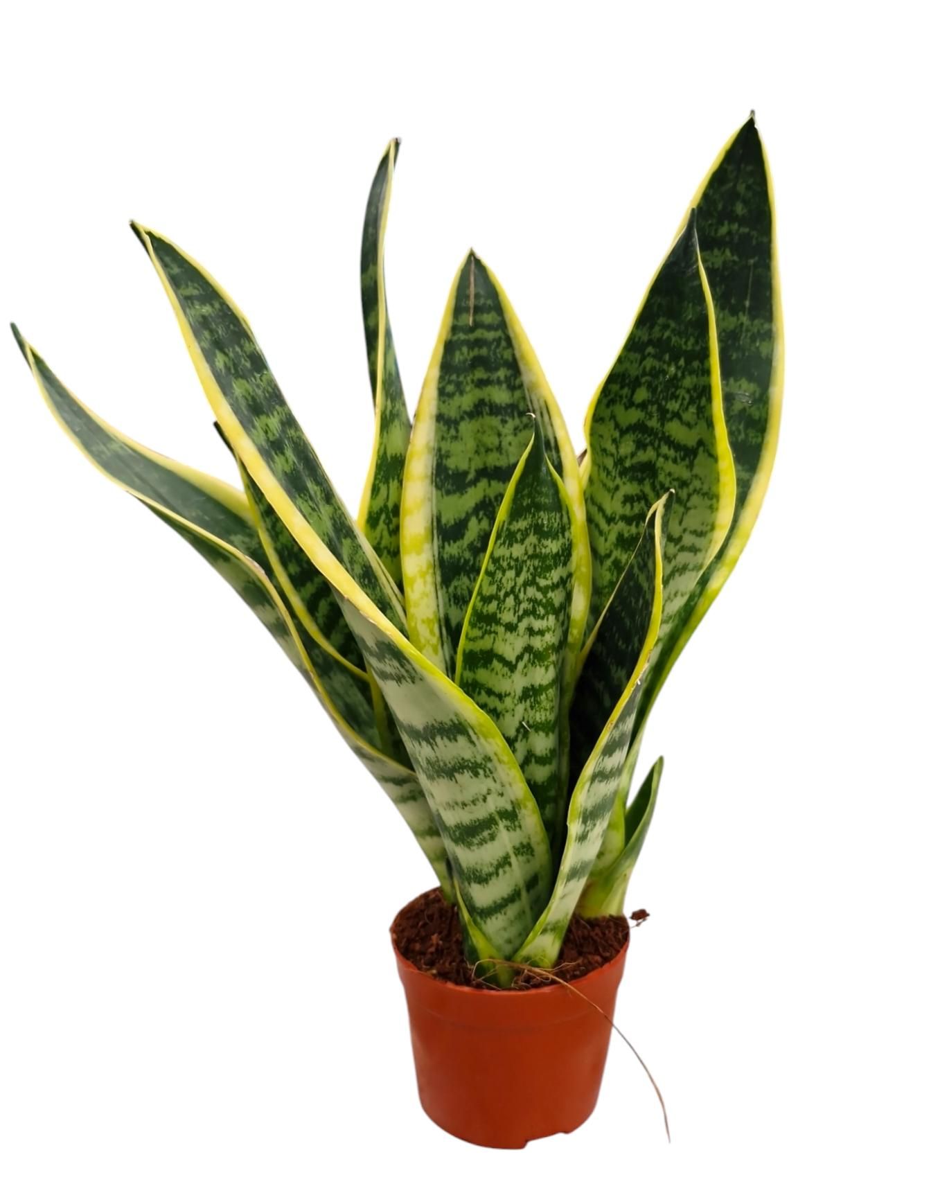 Sansevieria Superba 9, D 9