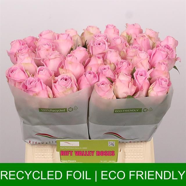 Роза од. Хайди 40, шт.