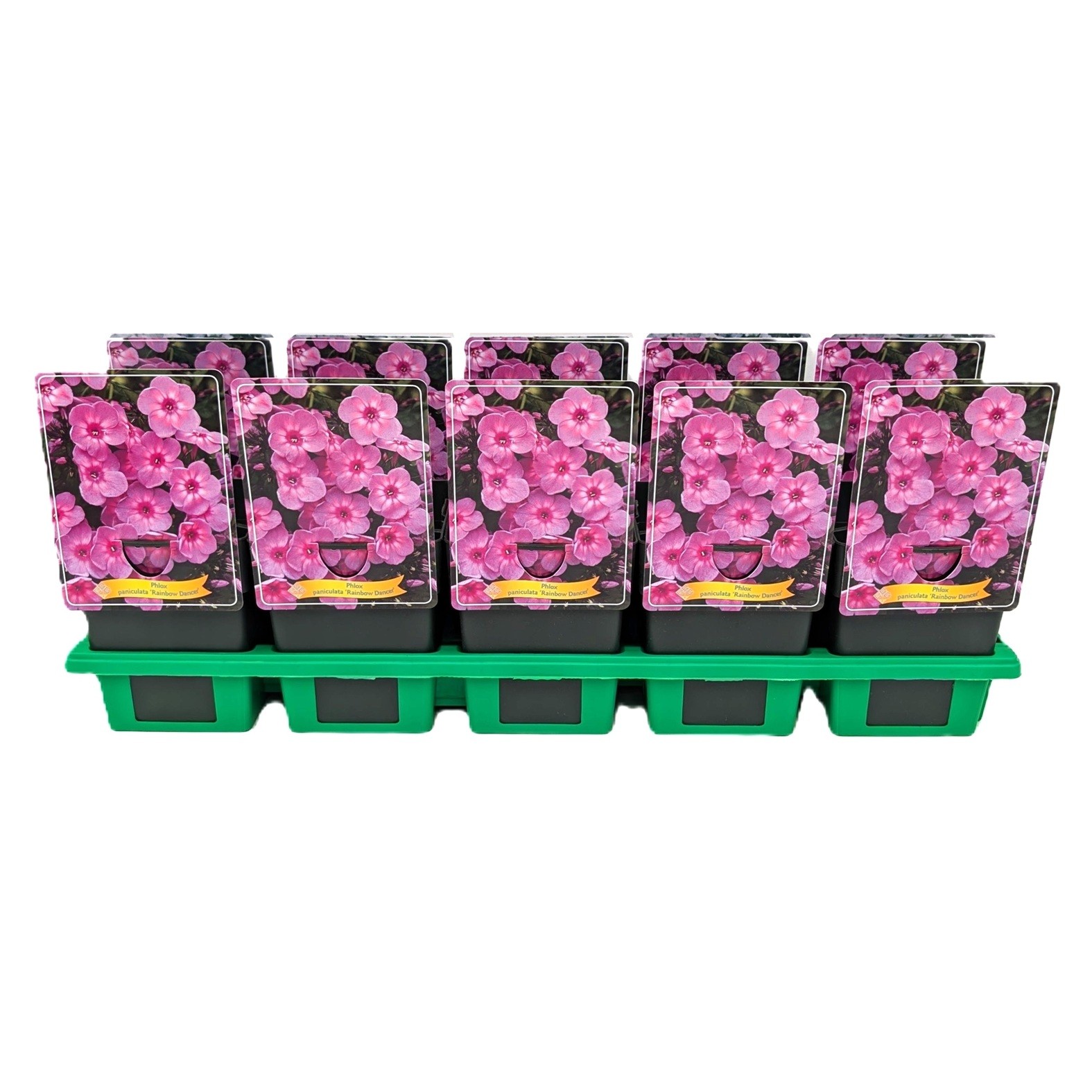 Phlox Paniculata 'Rainbow Dancer' P11, D 11