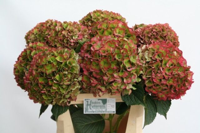 Гортензия Глоуин Альпс Классик 70, шт.