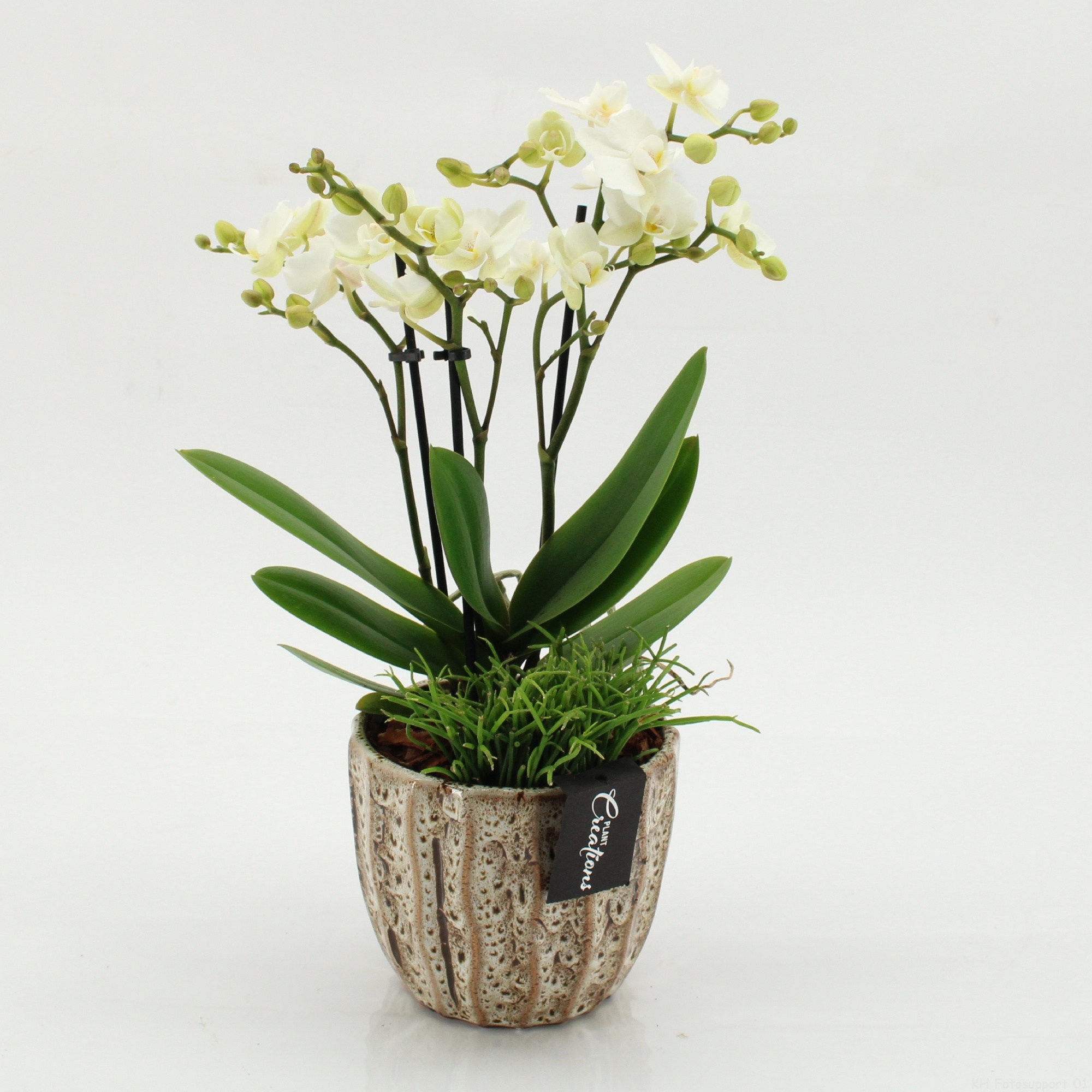 PHAL-2603 Phalaenopsis creatie, D 14