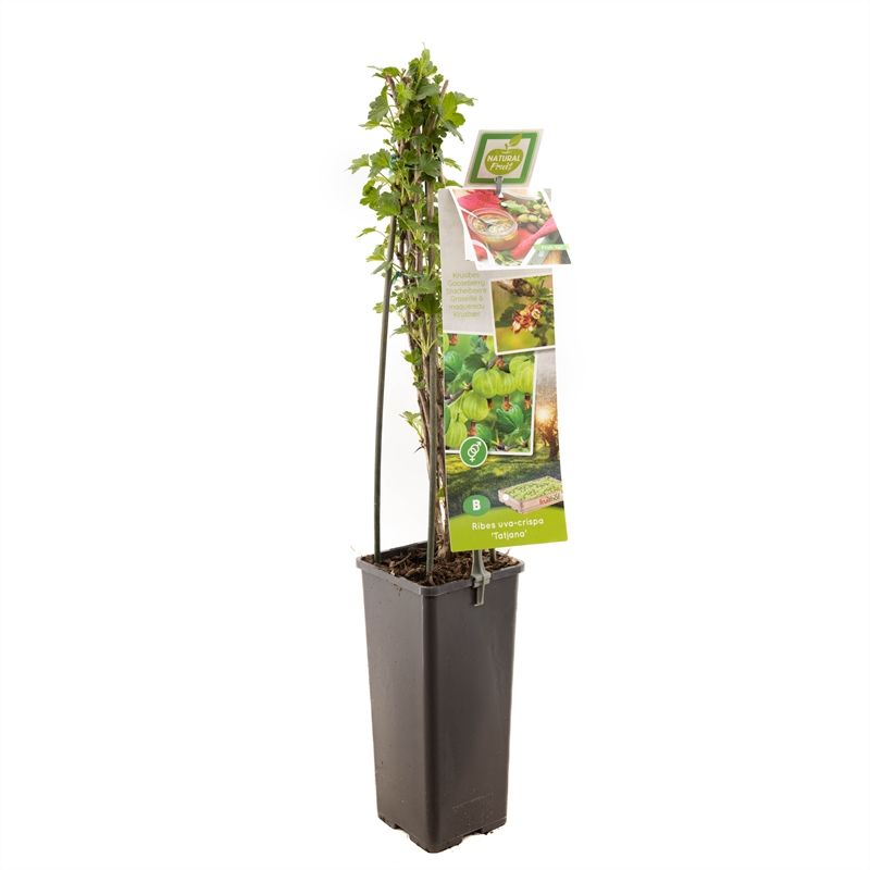 Ribes uva-cr. Tatjana Doornloze kruisbes, D 11