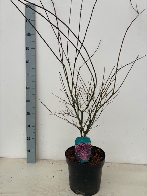Acer palmatum 'Atropurpureum' P26 Full CC, D 26