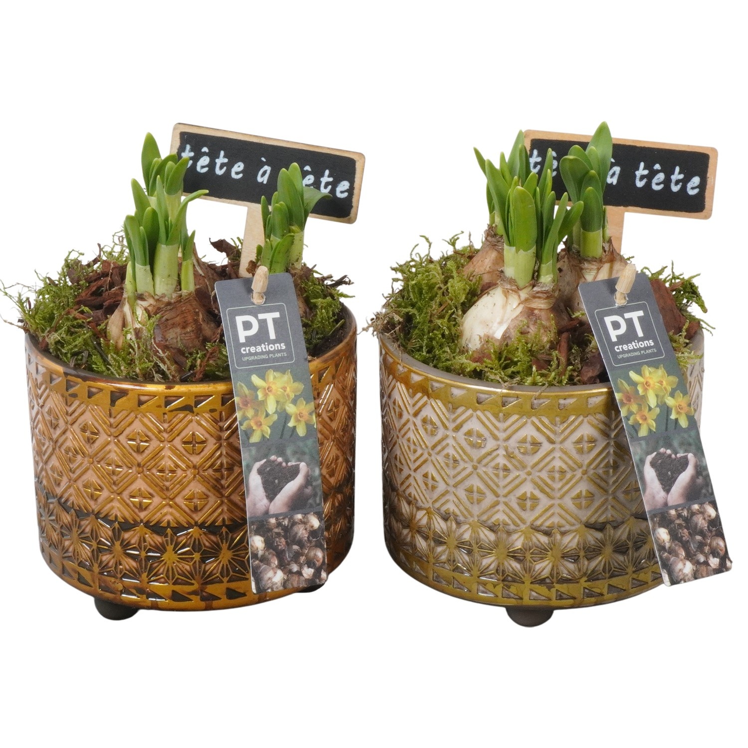 PTN8731 Arrangement Narcissus in keramiek pot, D 12