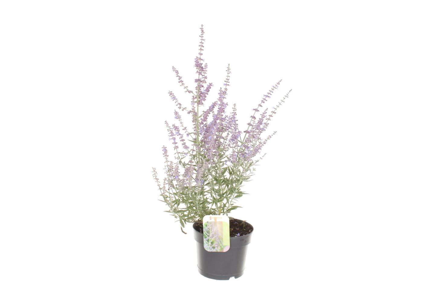 Perovskia atriplicifolia Prime Time, D 17