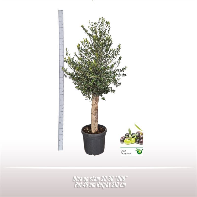 Olea *008* op stam 20-30, D 45