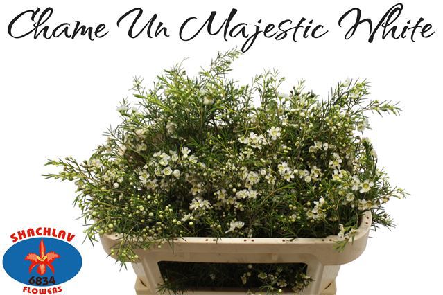 Шамелациум Мэджестик Вайт 70, шт.