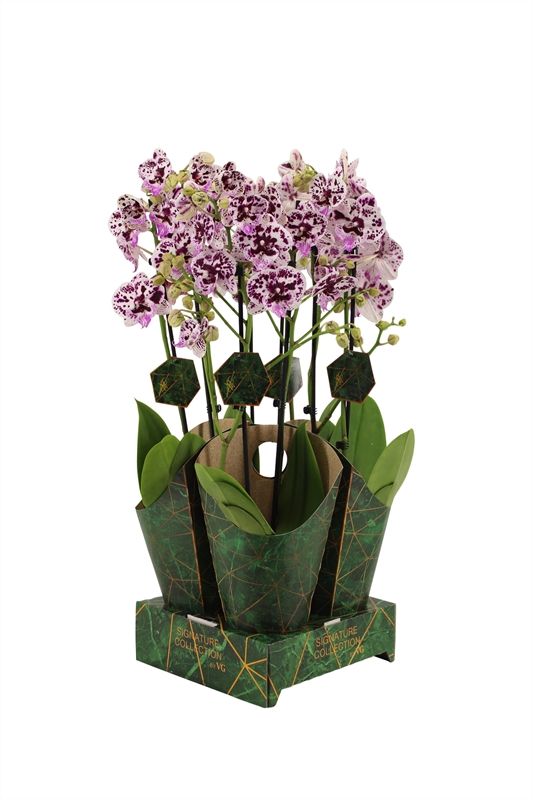 Potcover p12 golden nature Phal Signature Speechless Elegance 2T16+, D 12