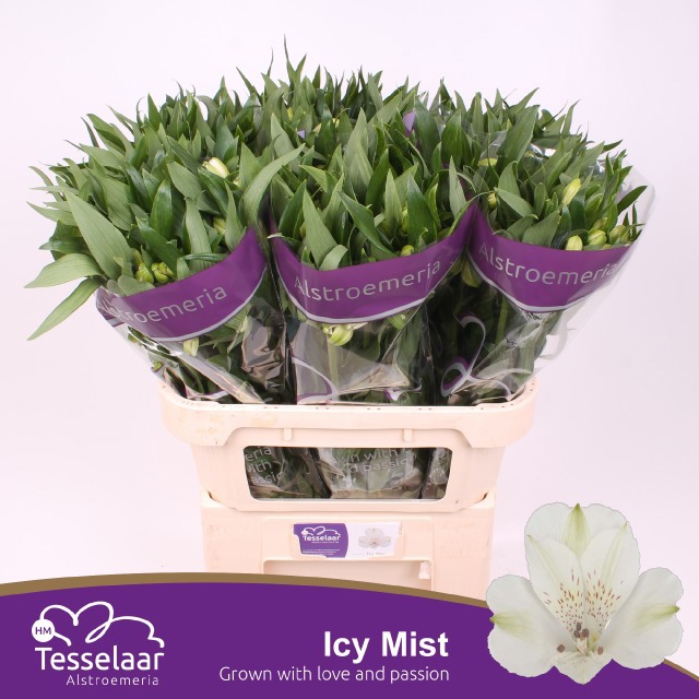 Альстромерия Айси Мист (бел.), шт.