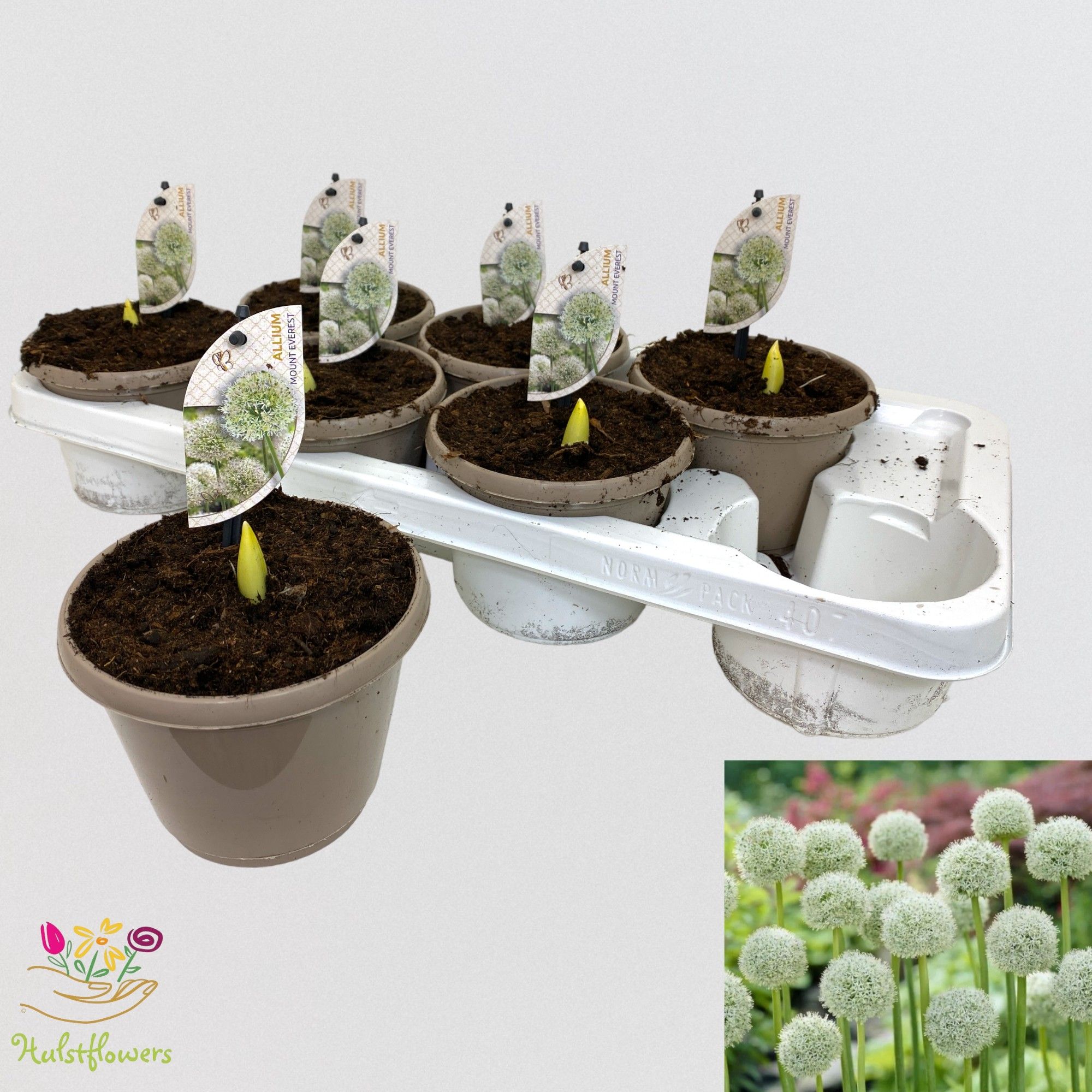 Allium Mount Everest, D 14