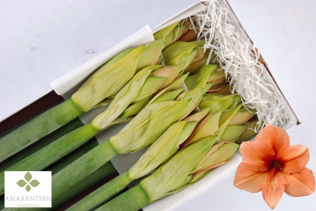 Амарилис Риллона (сальм.) x10, шт.