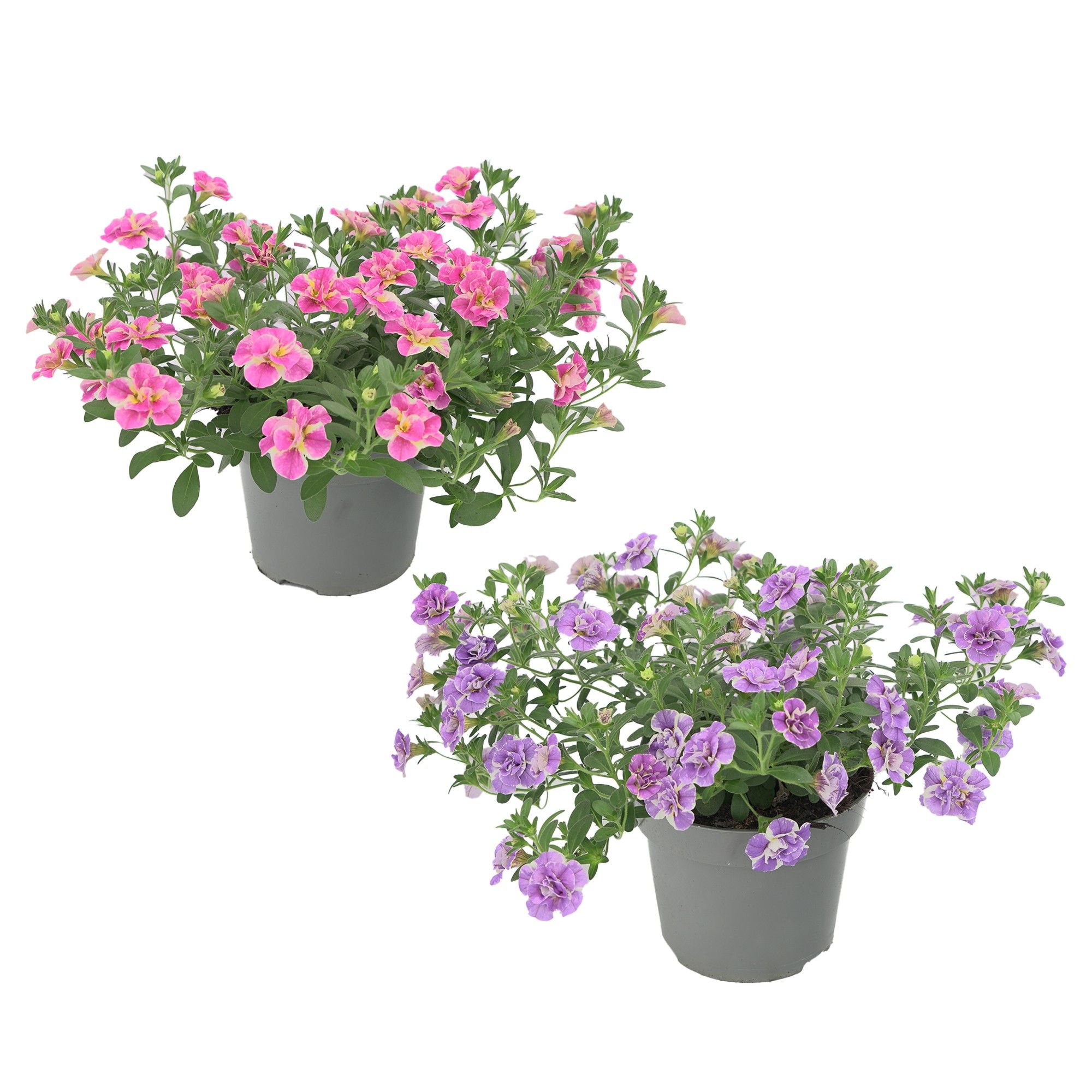 Calibrachoa Loopy MIX, D 12