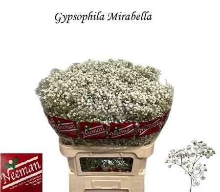 Гипсофила Мирабелла 80 (бел.), шт.