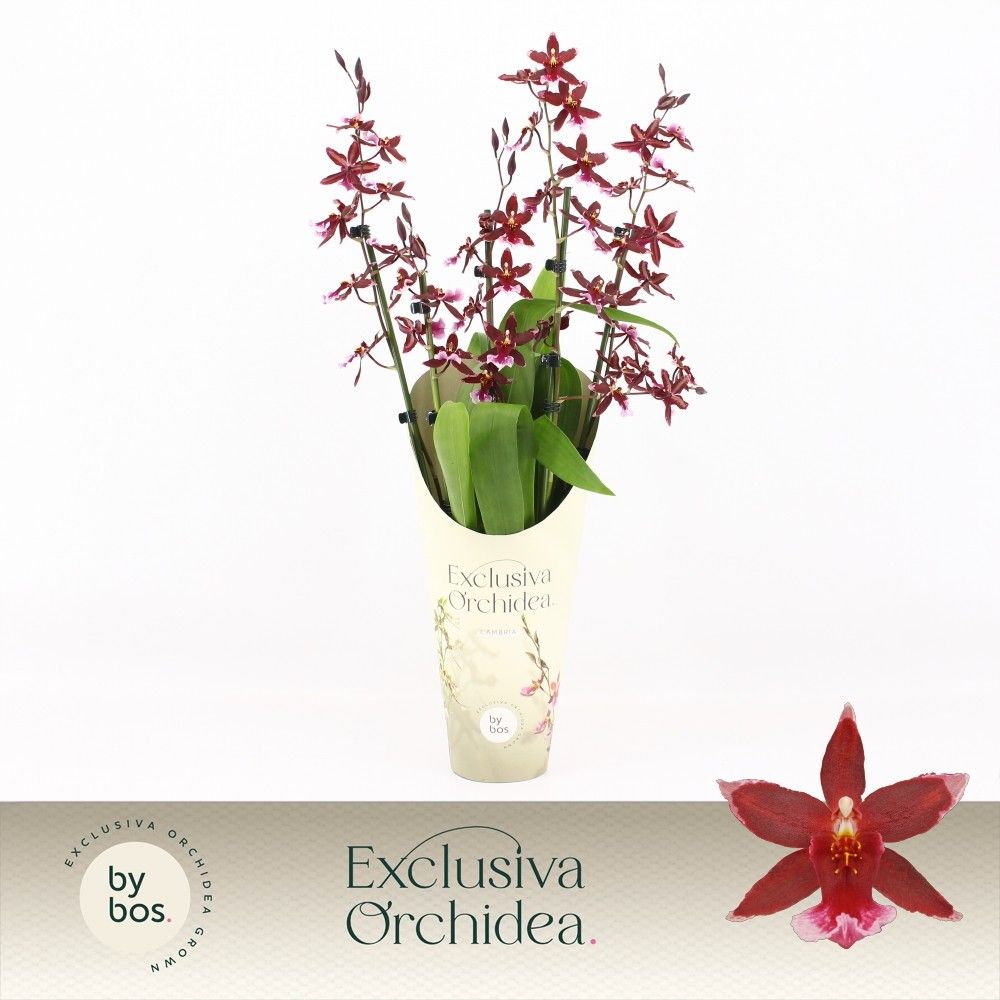 Barrocco Red, 5/6-spike 65+ cm 'Exclusiva Orchidea' Potcover, D 12