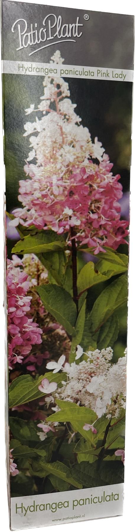 Hydrangea paniculata 'Pink Lady', D 9