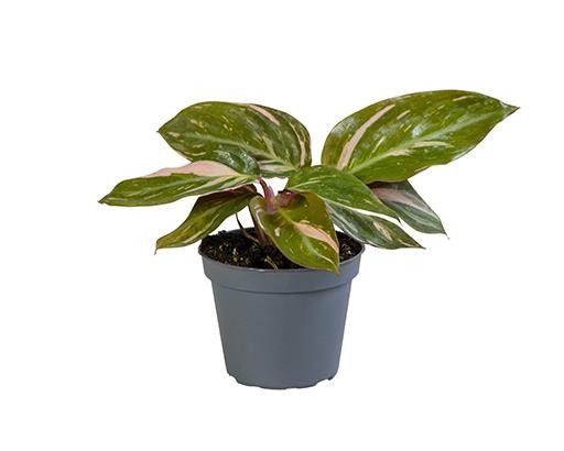 CALATHEA HYBRIDA 5430 Magic Star, D 6 cm