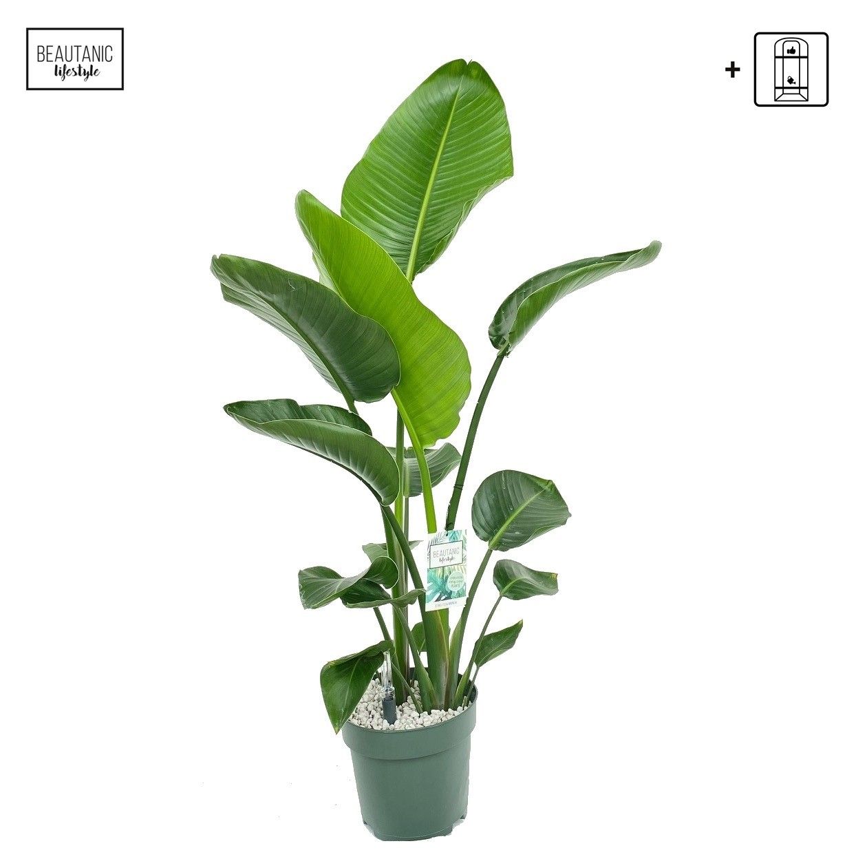 Strelitzia Nicolai, D 24