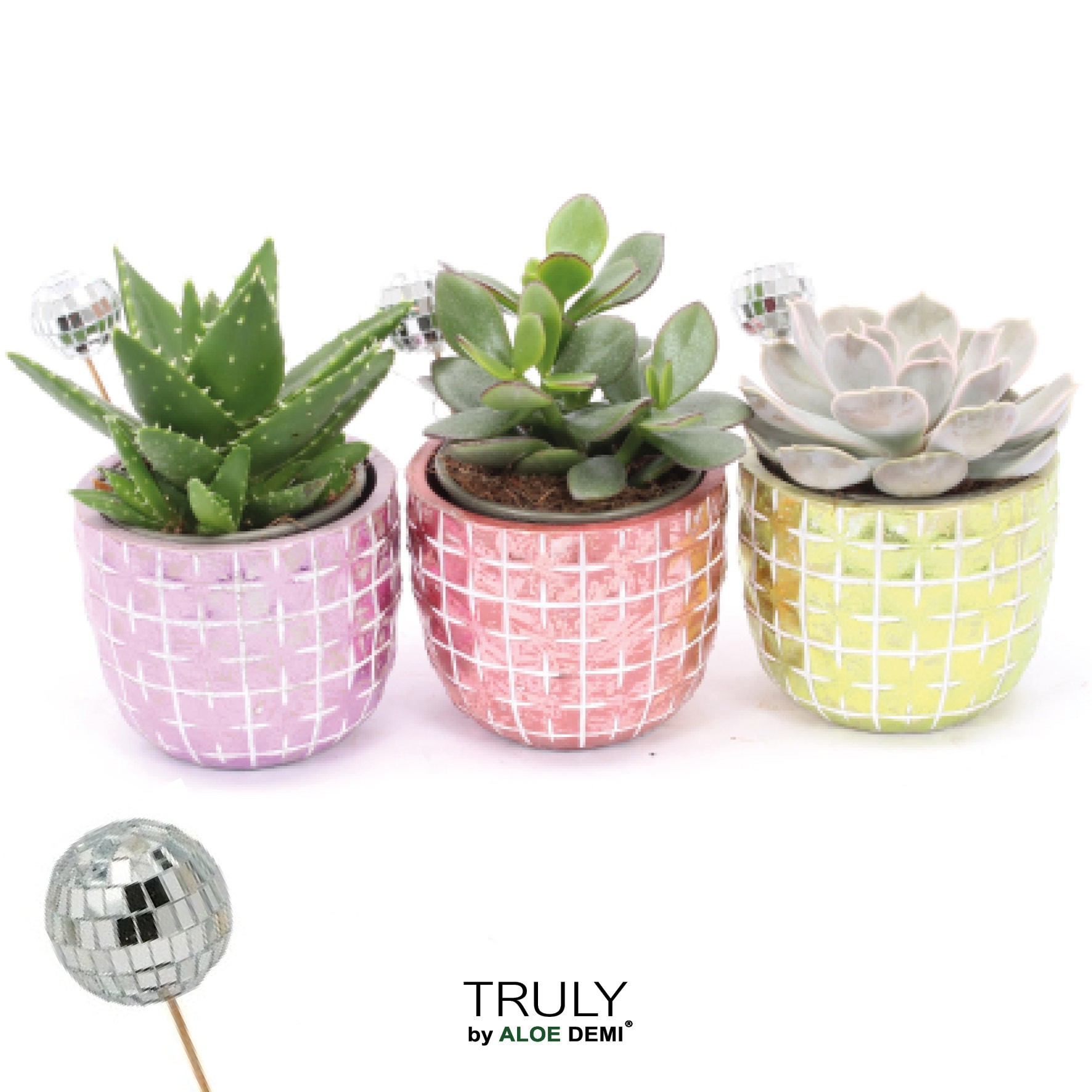 TRULY Succulent, Disco Mosaic M Disco, D 10 cm