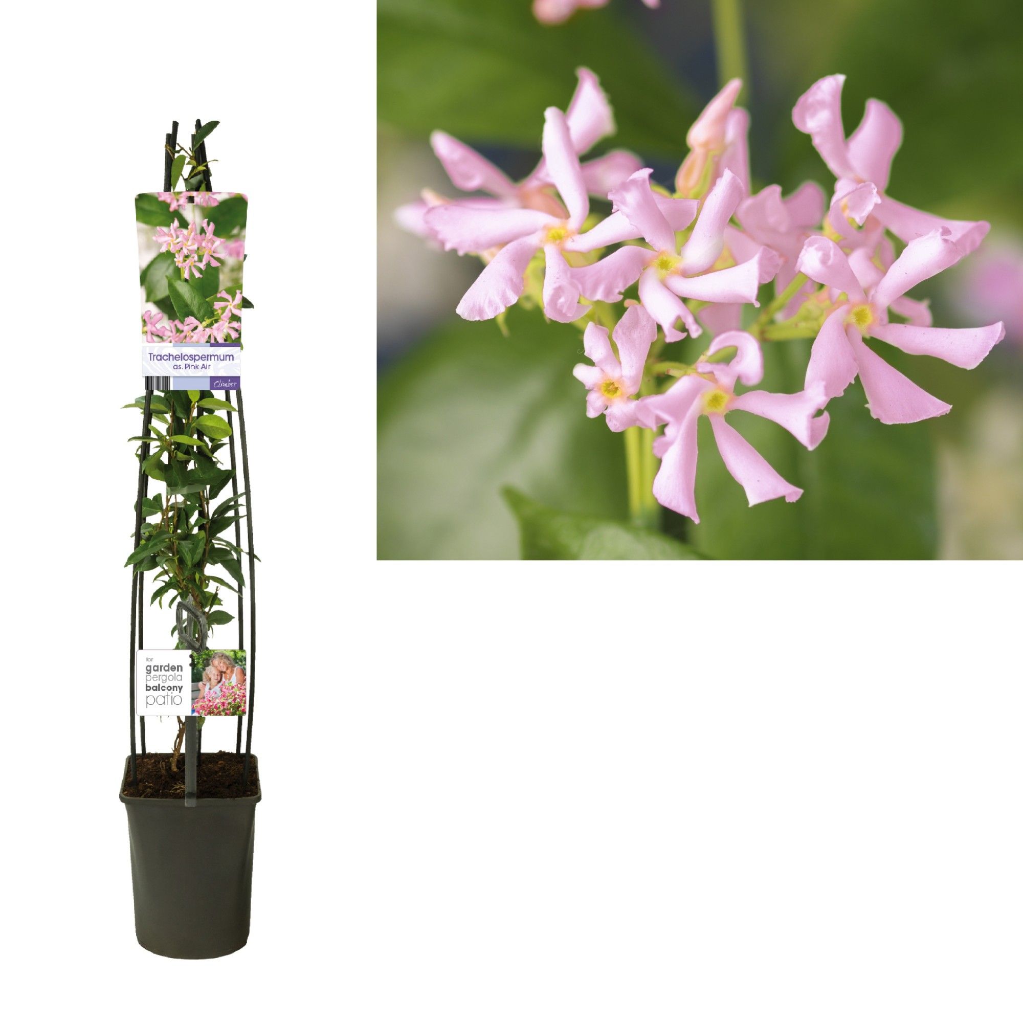 Trachelospermum as. Pink Air +light label, D 23 cm