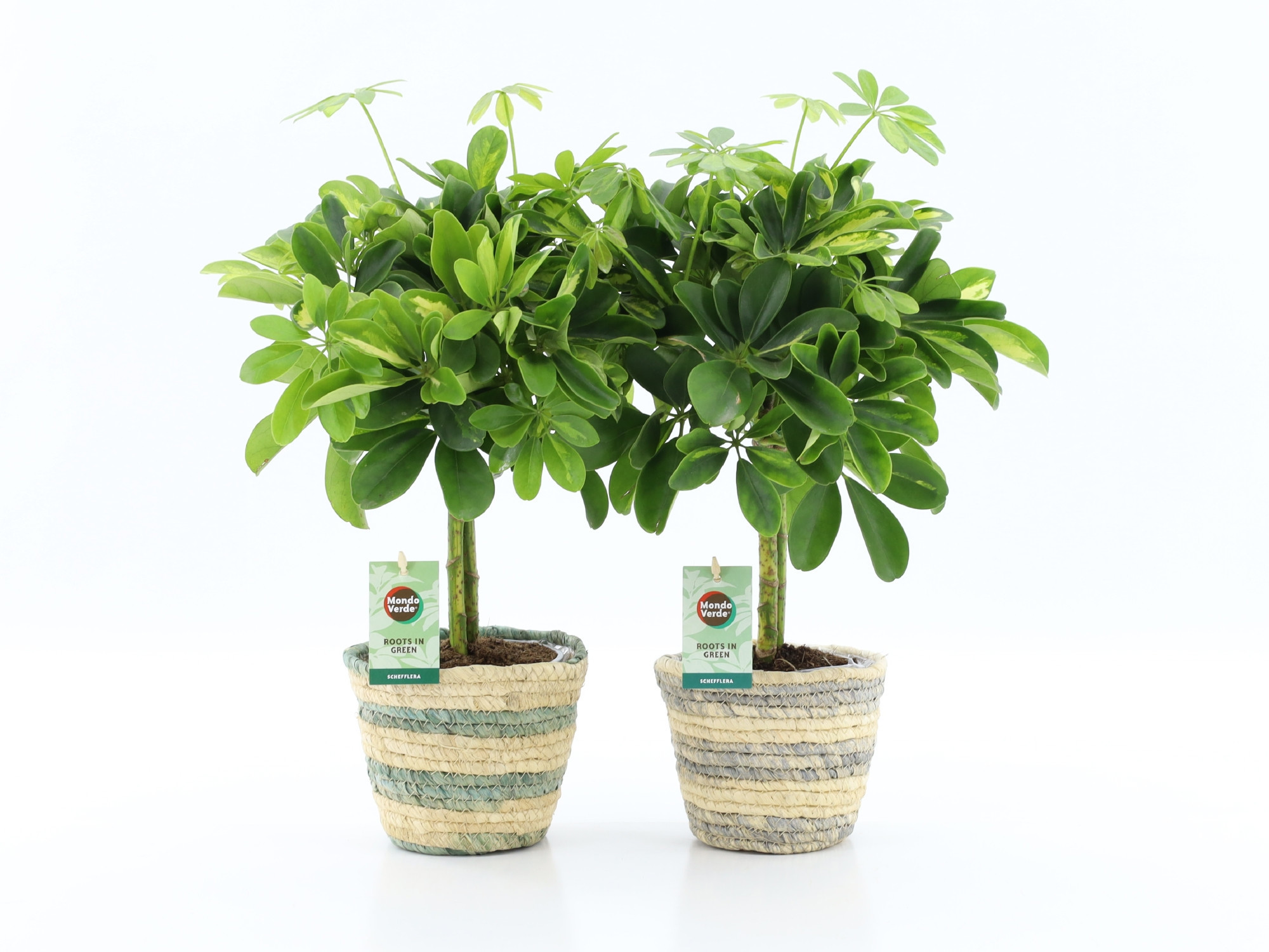 Schefflera Gold Capella in Noah Lines, D 14