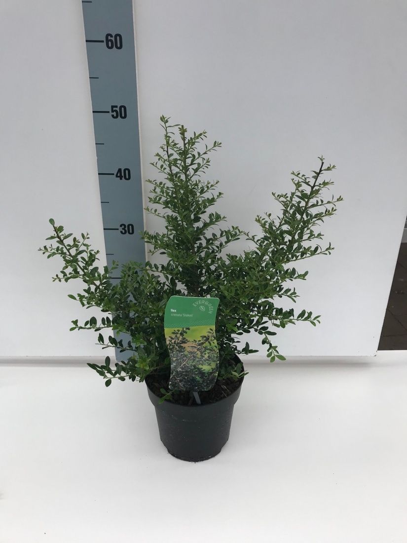 Ilex crenata 'Stokes', struik, D 17