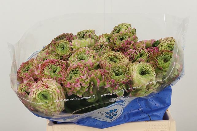 Ранункулус Пон Пон Мальва 40 (зелено-роз.), шт.