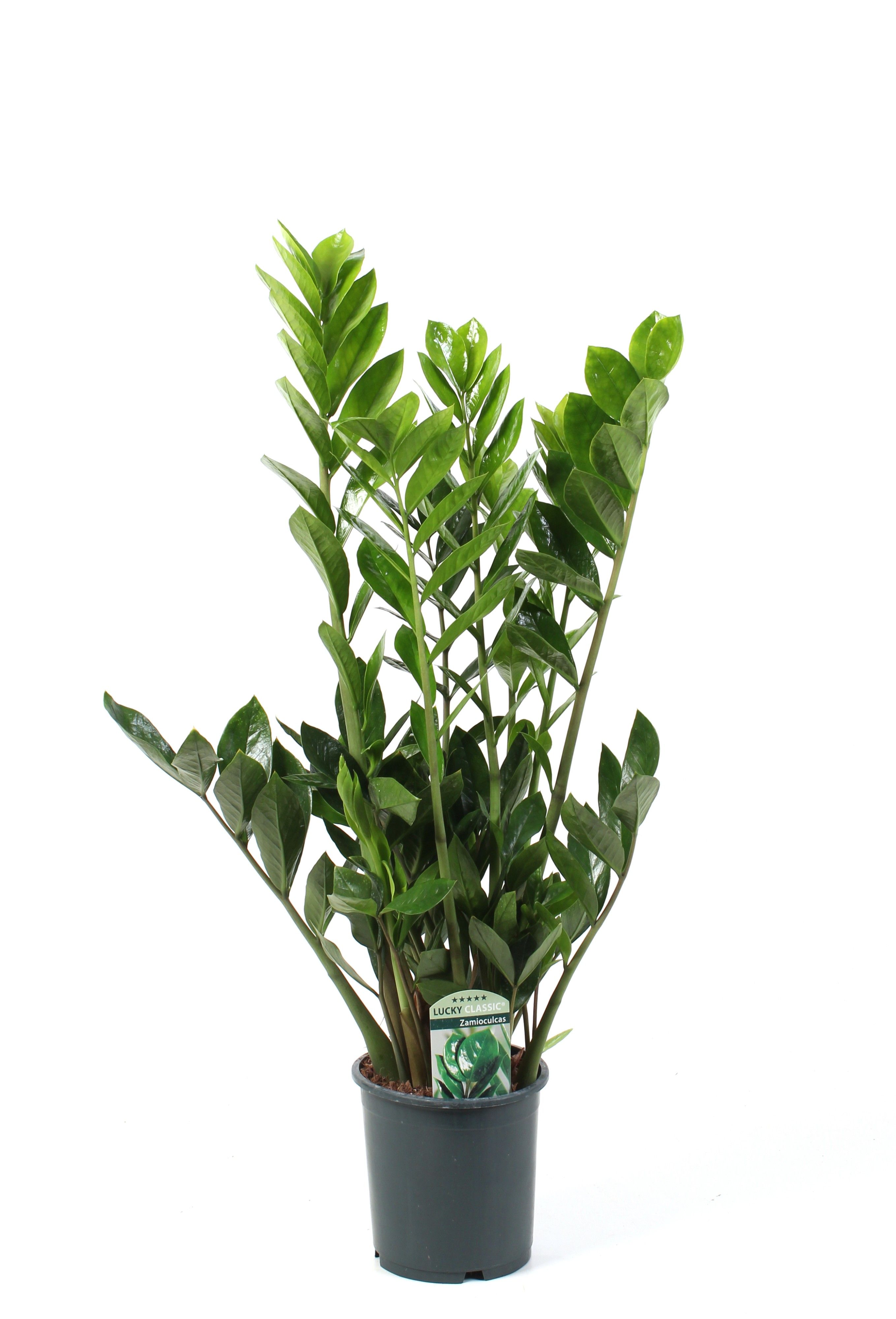 Zamioculcas Lucky Classic 7+ veren, D 17