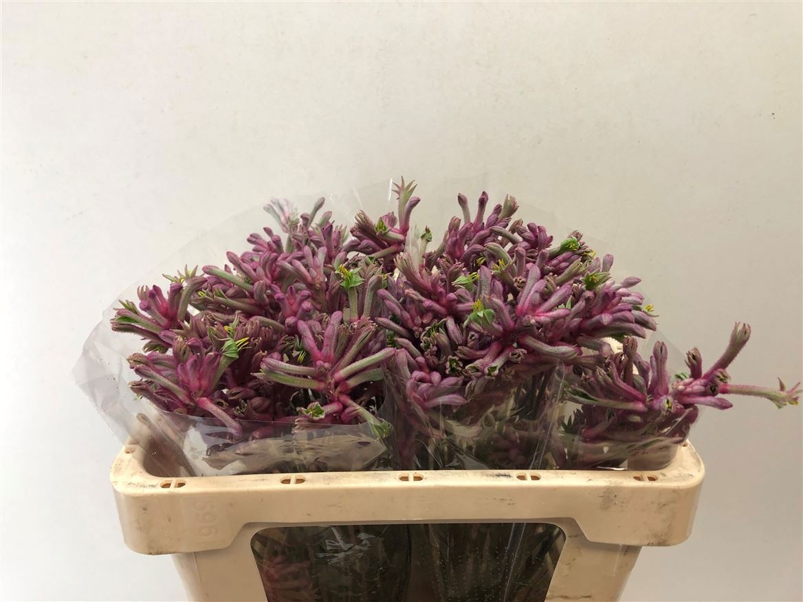 Анигозантус Мини Перл 50 (лаванд.), шт.