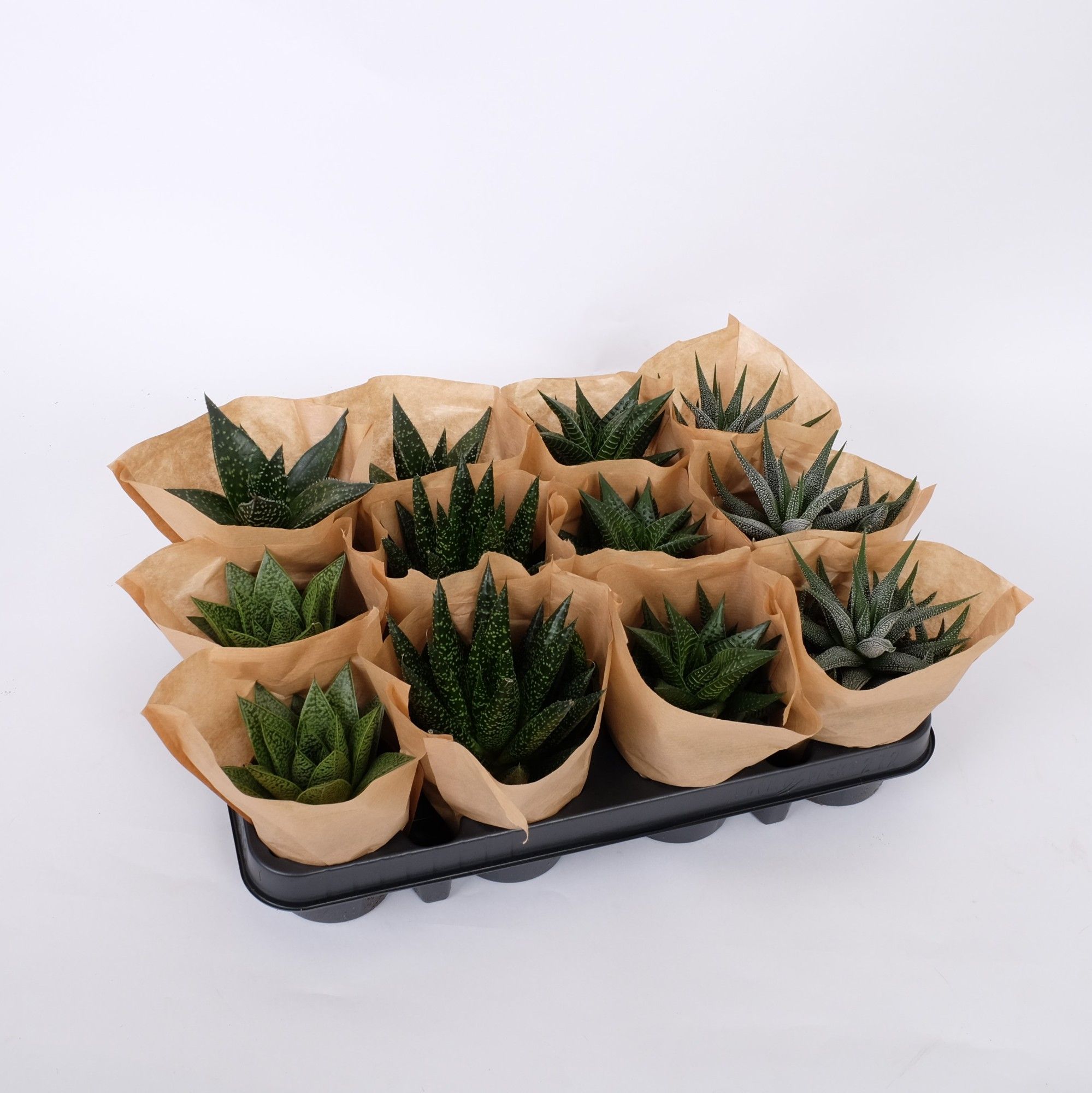 Succulent mix P8,5 cm in paper, D 9